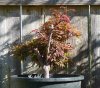 Acer palmatum 'Shaina' 003a.JPG