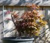 Acer palmatum 'Shaina' 004a.JPG