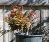 Acer palmatum 'Shaina' 005a.JPG