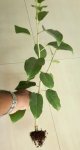 ficus racemosa-double air layering 11.jpg