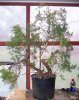 Juniperus Nick's Compact 3 (9)rs.jpg