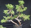 Juniperus Nick's Compact 3 (12)rs.jpg