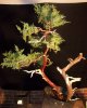 Juniperus Nick's Compact 3 (22)rs.jpg