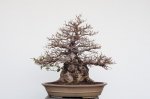 bonsai-20120506-29-S.jpg