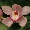 orchid.jpg