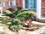 Lake Point bonsai 002.JPG