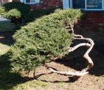 Lake Point bonsai 010.JPG