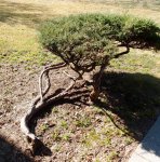 Lake Point bonsai 012.JPG