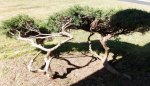 Lake Point bonsai 013.JPG