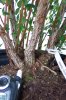 Spirea niponica Snowmound (7)forum.jpg