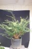 Spirea niponica Snowmound (10)forum.jpg