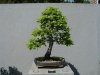 Chase Rosade European Hornbeam.JPG