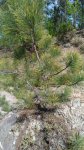 IMG_20170528_153229.jpg