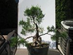 Bonsai2.17.17 038.jpg