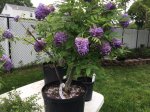 Wisteria JUNE  2017  FLOWERING 4.JPG