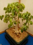 IMG_20170715_140635.jpg