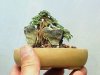 bonsai-mame[1].jpg