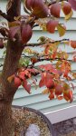 IMG_20171203_100254089.jpg