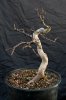 Bonsai-33.jpg