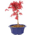 bonsai-japanischer-deshojo-faecherahorn-acer-091041.jpg