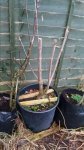 Flowering Dogwood Cornus Florida.jpg