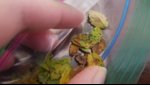 spotted leaves 2.jpg