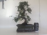 Bonsai2.JPG