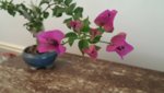 bougie flowers.jpg