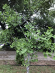 Ginkgo Biloba  1.jpg