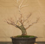 ramp_cambiar tamaño.jpg