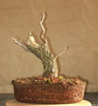 ramp2_cambiar tamaño.jpg