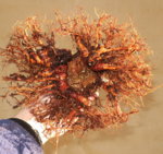 ramp18_cambiar tamaño.jpg