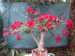 bougainvillea in full flower.jpg