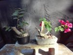 rooted crape myrtle cutting, bougie in DIY mortar pot.jpg