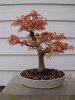 2012 bonsai pix 013.JPG