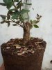 IMG_20120413_161204.jpg