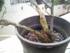 IMG_20120414_181646.jpg