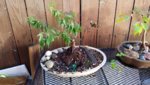 20180614_180320.jpg