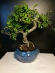 Chinese elm.jpeg