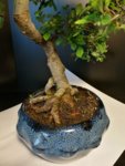 chinese elm nebari 2.jpeg