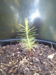 Loblolly Pine 28 June 2018.jpg