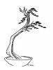 Dinh's Cali Juniper 4-30-12 sketch.jpg