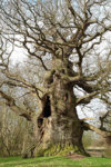 majesty oak6 kb.jpg