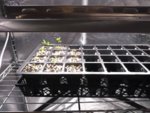 Seedling Tray 1 - Jan 9 2019.jpg