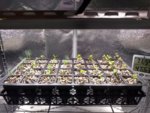 Seedling Tray 2 - Jan 9 2019.jpg