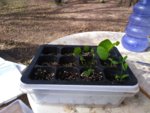 Anacacho Orchid Seedlings 1.jpg