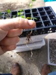 Anacacho Orchid Seedlings 2.jpg