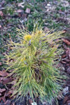 pinus-sylvestris-moseri-nonda-surrat.jpg