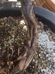 Utah Juniper shari.JPG