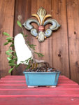 ficus1.jpg